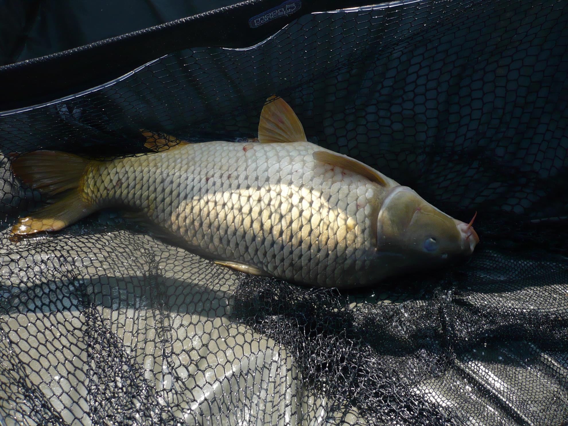 MV2 - 24.OCT.2013 - p1010839.JPG